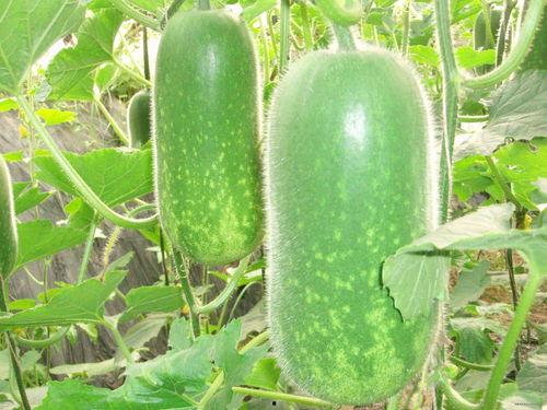 吃瓜网j4k.c,带你走进神秘的网络世界